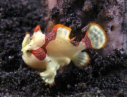 Juvenile clown frogfish, Lembeh by Doug Anderson 